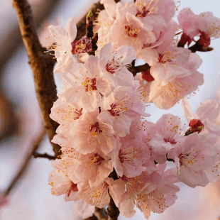 桜の木 カッティングボード