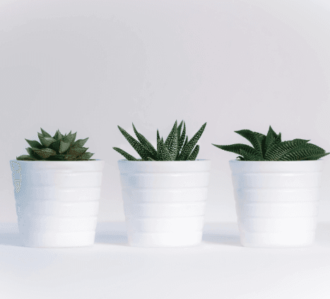 Botanical herb tea set