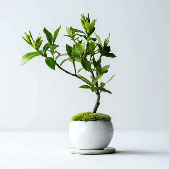 石木花 クチナシ（実付皿セット）